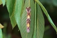 Morpho achilles