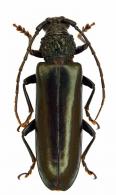 Paracriodion romani  (Aurivillius, 1926)