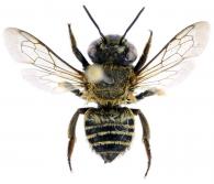 Megachile parensis ()