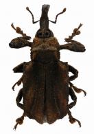 Curculionidae Gen sp85