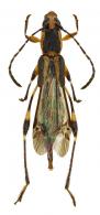 Ischasia  ecclinusae  Penaherrera-Leiva & Tavakilian 2004
