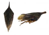 Membracidae Gen sp51