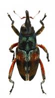 Archocopturus regalis (Boheman, 1845)