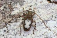 Exalphus aurivillii