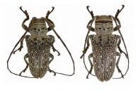 Oncideres maxima  Dillon & Dillon, 1946 ♂ & ♀