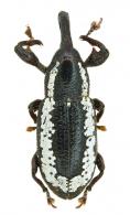 Heilipodus albobrunneus Rheinheimer, 2014