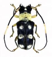 Ochromima marginicollis (Gahan, 1889)