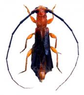 Dodecocerus poirieri  Dalens & Touroult, 2008