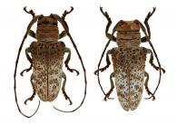 Oncideres dalmani  Thomson,1868 ♂ & ♀