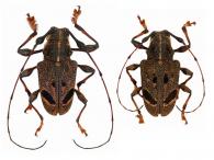 Chalastinus recticornis  Bates, 1875  ♂ & ♀