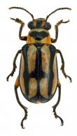 Megalopodinae Gen sp1