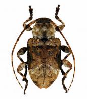 Leptostylus gibbus  (Degeer, 1775)