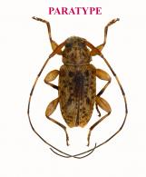 Sternacutus compactus Roguet, 2023  PARATYPE