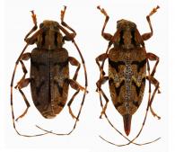 Oxathres ornata  Monné, 1976  ♂ & ♀