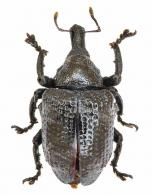 Sternechus sp78