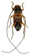 Lepturges (Chaeturges) rotundus Monné, 1977