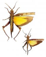 Xomacris cryptica Amédégnato & Poulain, 1986  ♂ & ♀