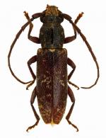 Anelaphus souzai  (Zajciw, 1964)