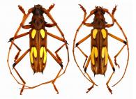 Eburodacrys quadridens  (Fabricius, 1801)   ♂ & ♀