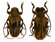 Sternycha sternalis Dillon & Dillon, 1945 ♂ & ♀