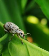 Platyomus marmoratus