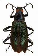 Strongylium sp3