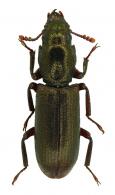 Temnoscheila sp3