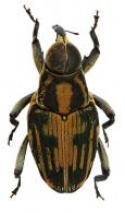 Conoderinae Gen sp57
