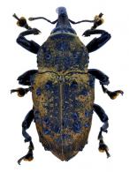 Conoderinae Gen sp2