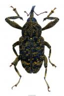 Macromerus sp1