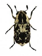 Phaenithon semigriseus (Germar, 1824)
