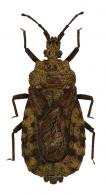Mezira handlirschi  Bergroth, 1898