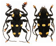 Acanthoderes septemmaculata  Buquet, 1859 ♂ & ♀