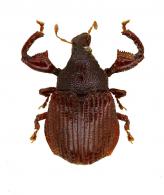 Camarotus singularis ? Champion, G.C., 1903