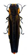 Agrilus oberthueri Kerremans, 1897