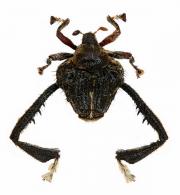 Tachygonidius phalangium (Chevrolat, 1894)