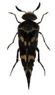 Mordella clavicornis Kirby, 1818 