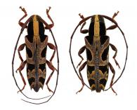 Colobothea decemmaculata  Bates, 1865   ♂ & ♀