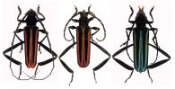Callichroma auricomum  (Linnaeum, 1767)  ♂ & ♀ & var.