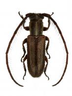 Amphicnaeia armata  Galileo & Martins 2001