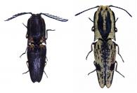 Lacais glauca (Castelnau, 1836) ♂ & ♀