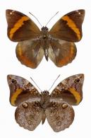 Opsiphanes invirae sieberti Bristow, 1991