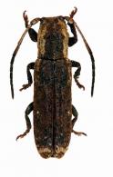 Adetus inaequalis (Thomson, 1868) 