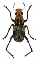 Antrhibinae Gen sp36
