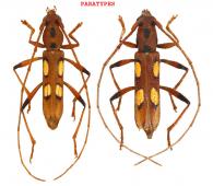Ectenessa gymnopennis  Dalens & Giuglaris, 2012  ♂ & ♀  PARATYPES