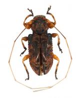 Macronemus rufescens (Bates, 1862)