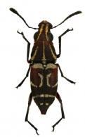 Gymnognathus phanerus Jordan, 1937
