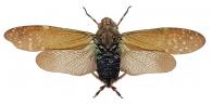 Echetra nebulosa Stal, 1863