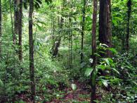 Forêt primaire 