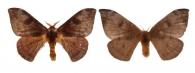 Hylesia annulata  Schaus, 1911 ♂ & ♀